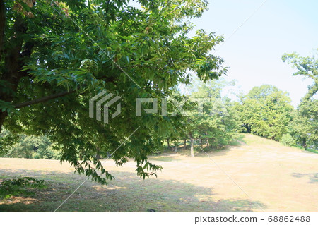 Chestnut fruit 68862488