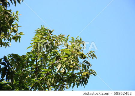 Chestnut fruit 68862492