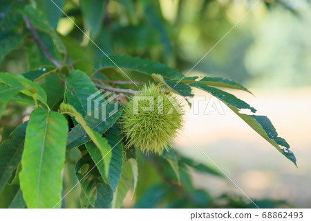 Chestnut fruit 68862493