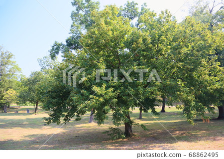 Chestnut fruit 68862495