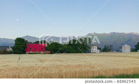 Morning moon and wheat field [Azumino at dawn] 68862543