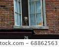 Stroll in New York. When I looked up, the dog was watching. 68862563