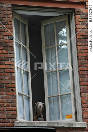 A dog looking out the window of a building in Soho, New York. A dog looking out the window of a building in Soho, New York. 68862565