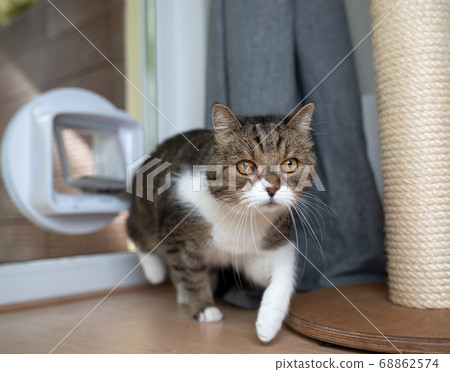 cat entering room through cat flap cat entering room through cat flap 68862574