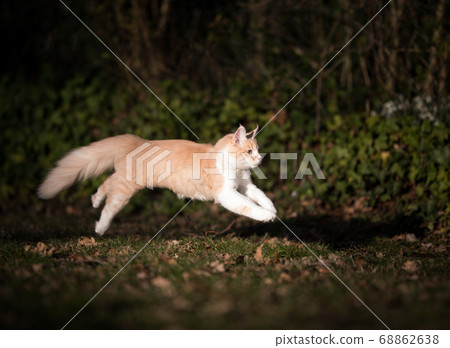 maine coon cat running in sunlight 68862638