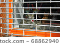 New York watch cat 68862940