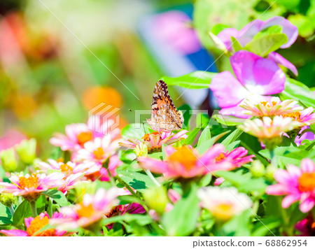 Bamboo grass and vertical butterfly 68862954