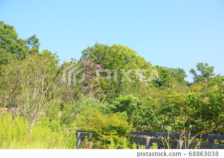 Flower of crape mybs 68863038