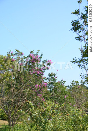Crape myrtle flowers in the park 68863039