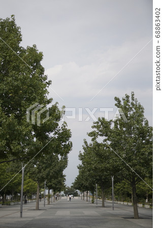 公園裡的樹木 公園裡的樹木 68863402