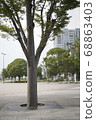 Trees in the park 68863403