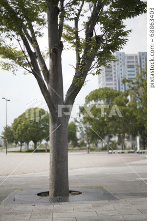 Trees in the park Trees in the park 68863403