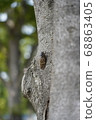 Cicada 68863405