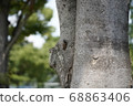 Cicada 68863406