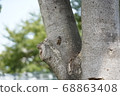 Cicada 68863408