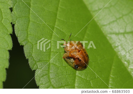 Yotsu Monkey Beetle Yotsu Monkey Beetle 68863503