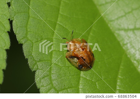 Yotsu Monkey Beetle Yotsu Monkey Beetle 68863504