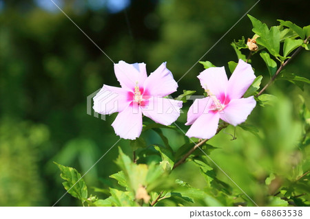 Summer park Moogue flowers Summer park Moogue flowers 68863538
