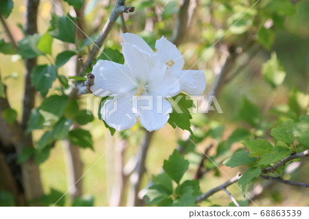 Summer park Fuyo flowers Summer park Fuyo flowers 68863539