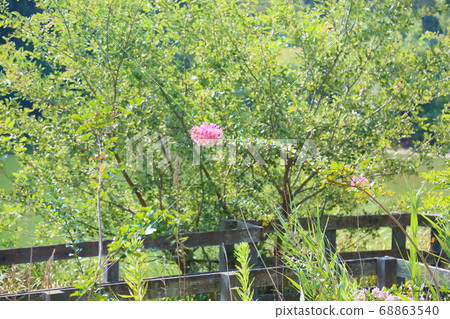 Summer park Sulpsberry flowers Summer park Sulpsberry flowers 68863540