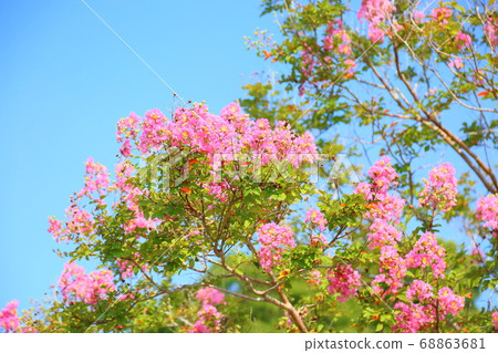 Summer park Sulpsberry flowers Summer park Sulpsberry flowers 68863681