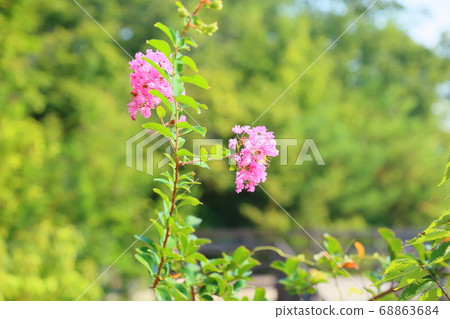 Summer park Sulpsberry flowers 68863684