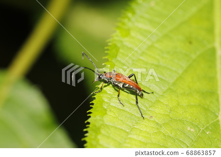 Kanakiri Akahana Kanakiri Akahana 68863857