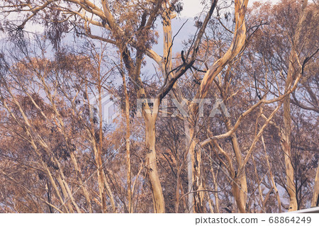 Gum trees affected by bushfire in The Blue Mountains in Australia Gum trees affected by bushfire in The Blue Mountains in Australia 68864249