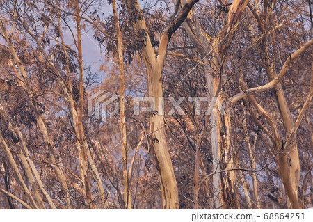 Gum trees affected by bushfire in The Blue Mountains in Australia Gum trees affected by bushfire in The Blue Mountains in Australia 68864251