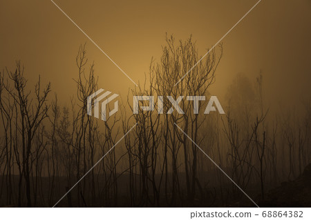 Gum trees in thick fog affected by bushfire in The Blue Mountains in Australia Gum trees in thick fog affected by bushfire in The Blue Mountains in Australia 68864382