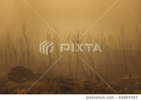Gum trees in thick fog affected by bushfire in The Blue Mountains in Australia Gum trees in thick fog affected by bushfire in The Blue Mountains in Australia 68864383