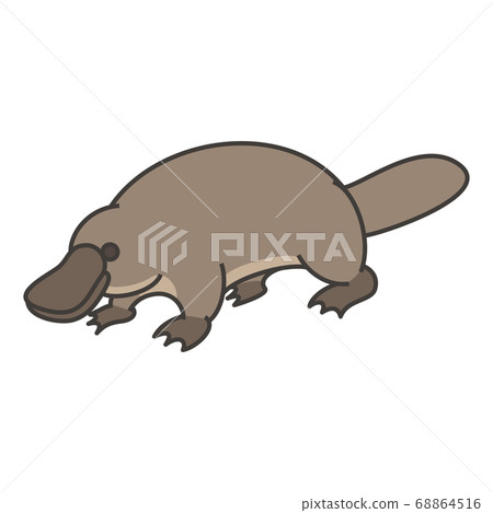 platypus platypus 68864516