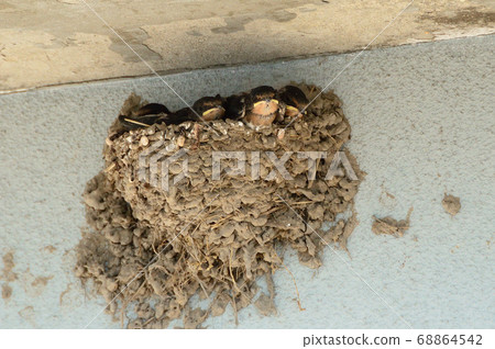 燕子的小雞 68864542