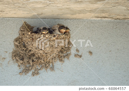 Swallow's chick 68864557