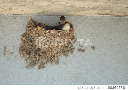 燕子的小雞 68864558