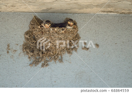 Swallow's chick Swallow's chick 68864559