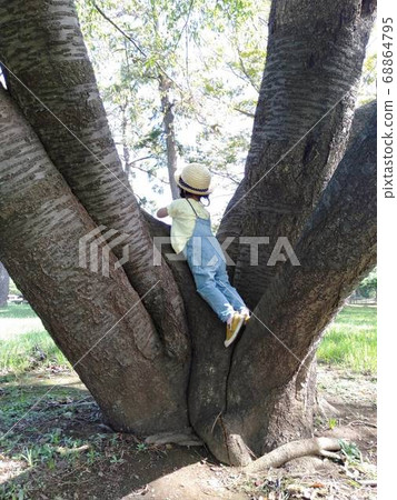 Climbing a tree Climbing a tree 68864795