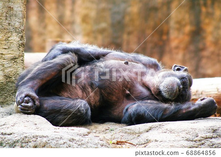 Lying chimpanzee Lying chimpanzee 68864856