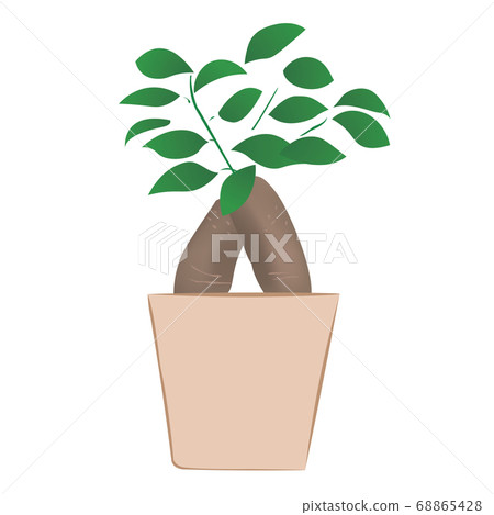 Banyan banyan plant (vector illustration) Banyan banyan plant (vector illustration) 68865428