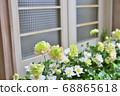 Flowers blooming by the window 68865618
