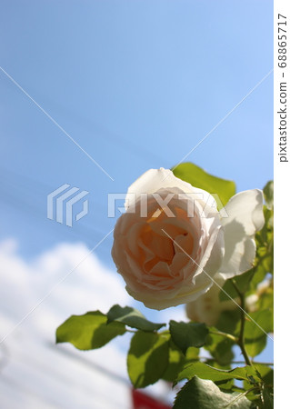 藍藍的天空中的一朵玫瑰 藍藍的天空中的一朵玫瑰 68865717
