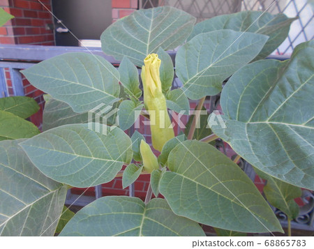 牽牛花 牽牛花 68865783