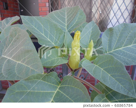 牽牛花 牽牛花 68865784