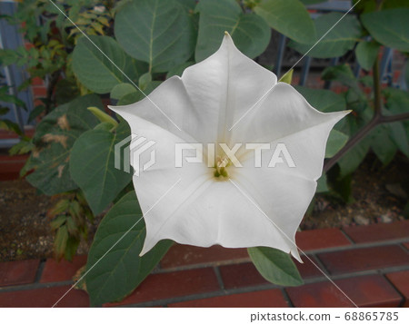 Morning glory Morning glory 68865785