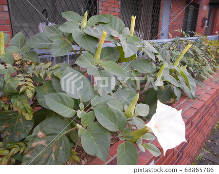 牽牛花 牽牛花 68865786