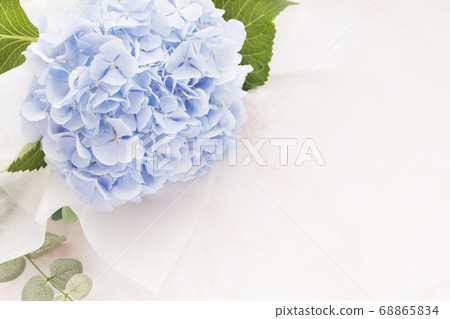 Sky blue hydrangea image 68865834
