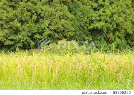 Rice ear at harvest time Rice ear at harvest time 68866290