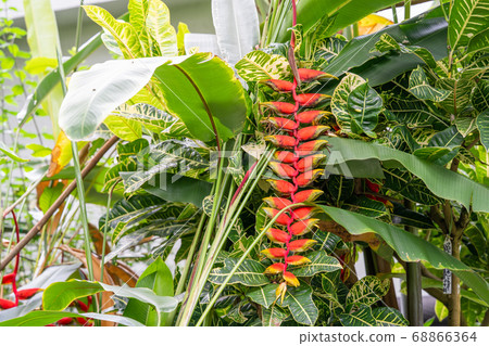 Heliconia Rostrata Genus Heliconia Stock Photo