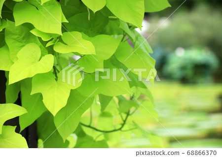 滋賀縣草津市水之森公園的風景，花卉和植物[8月] 68866370