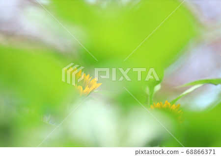 滋賀縣草津市水之森公園的風景，花卉和植物[8月] 68866371